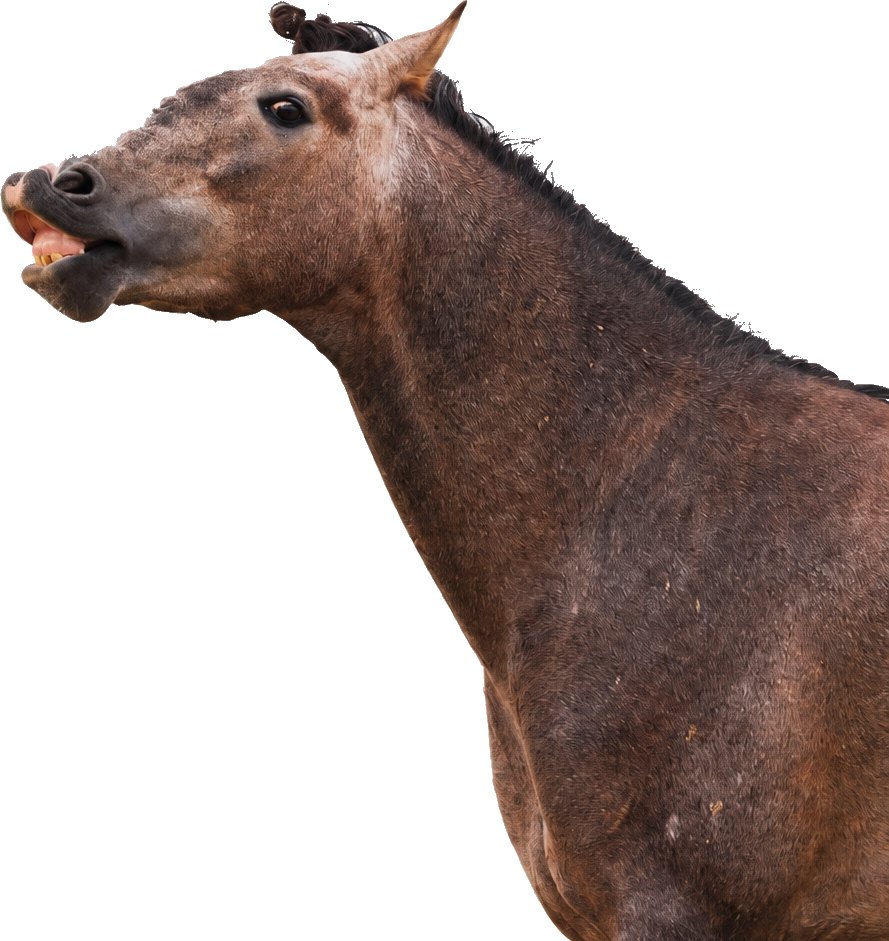 Pferd mit hochgezogener Oberlippe